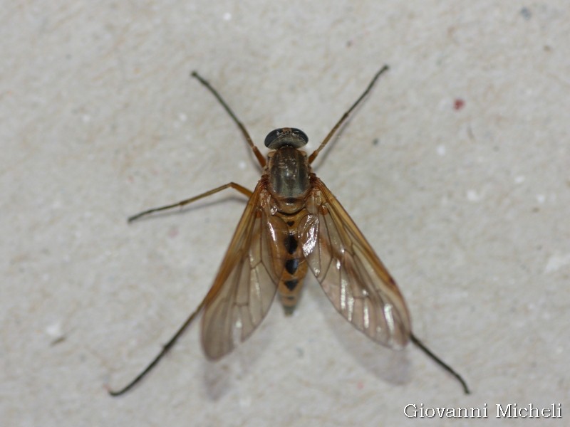 Rhagionidae:  Rhagio tringarius